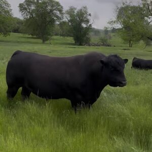 Angus bulls for sale in Texas — registered black angus bulls, 15 months to 2 years old