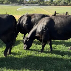 Angus bred cows for sale — pregnant black angus cows grazing on grass-fed ranch