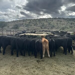 Black angus calves for sale — weaned, backgrounded steers and heifers on rocky pasture