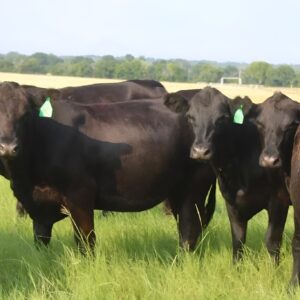 Angus cows for sale — polled black bred heifers on coastal pasture