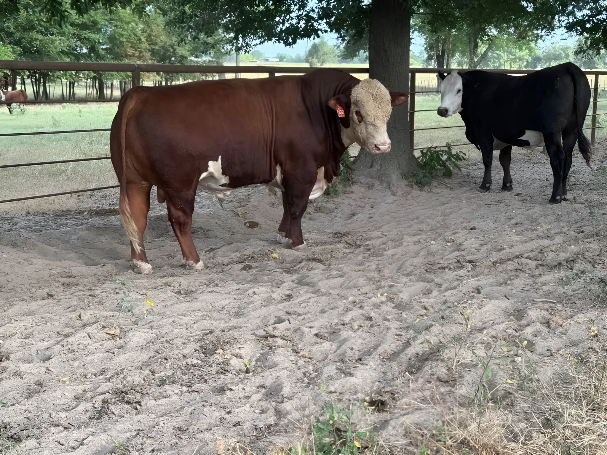 Polled Hereford Cattle for Sale | 2yr Registered Bull