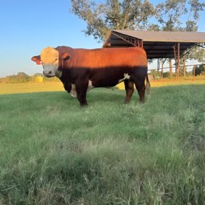 Polled Hereford cattle for sale - registered 2-year-old polled Hereford bull, dark red with white face and white underline, standing in pasture
