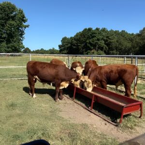 5 Reg. Hereford Bulls