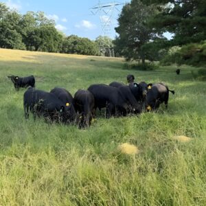 Black angus calf for sale — registered fleshy bull calves, moderate to large frame
