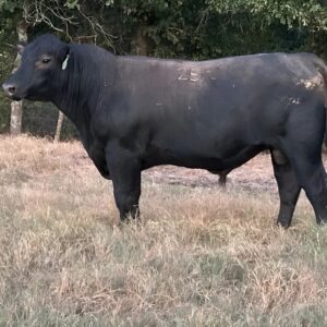 Angus bulls for sale near me — two polled fleshy registered angus bulls
