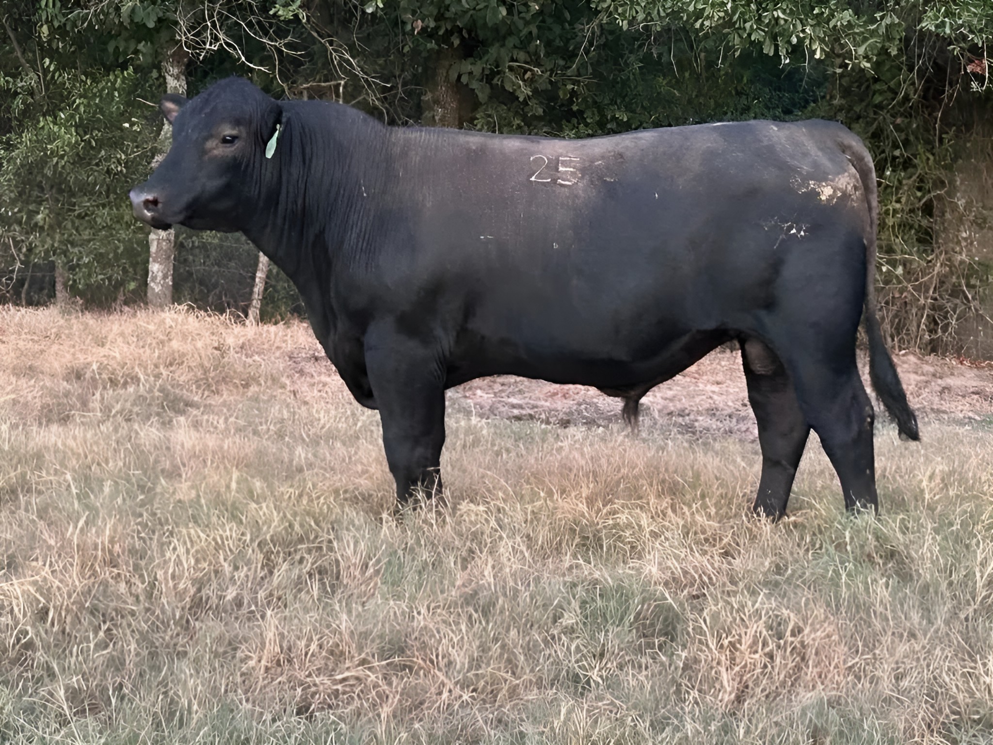 Two polled registered Angus bulls for sale, fleshy and moderate framed, standing for inspection