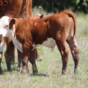 2 Unreg. Hereford Pairs
