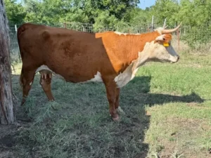 Hereford cow and calf pair on Texas pasture, red calf with white face beside a horned Hereford cow