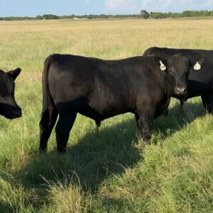 Registered angus cattle for sale — polled black angus bull calves on coastal pasture