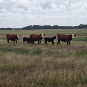 Registered Hereford cows for sale - three polled Hereford cows with black baldy calves at side on pasture