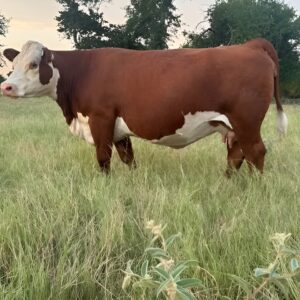 Bred Hereford cows for sale - two registered Hereford cows, red with white faces, grazing tall pasture at sunset