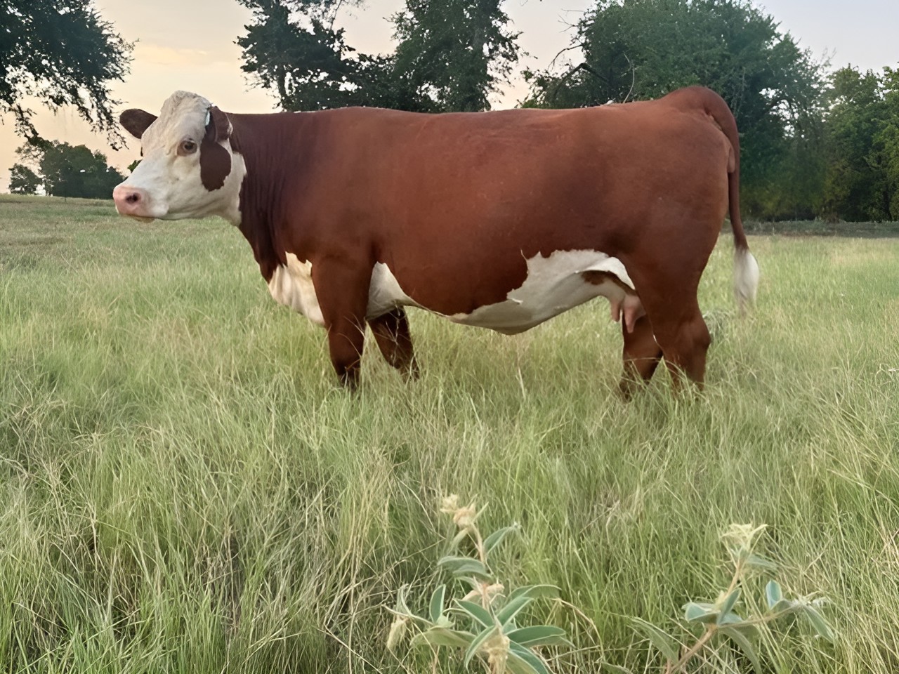 Registered bred Hereford cows grazing tall pasture at sunset