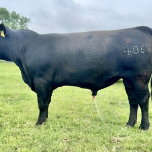 5 Reg. Angus Bulls