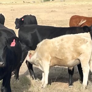 Black angus cows for sale — angus and red angus cow-calf pairs on native grass