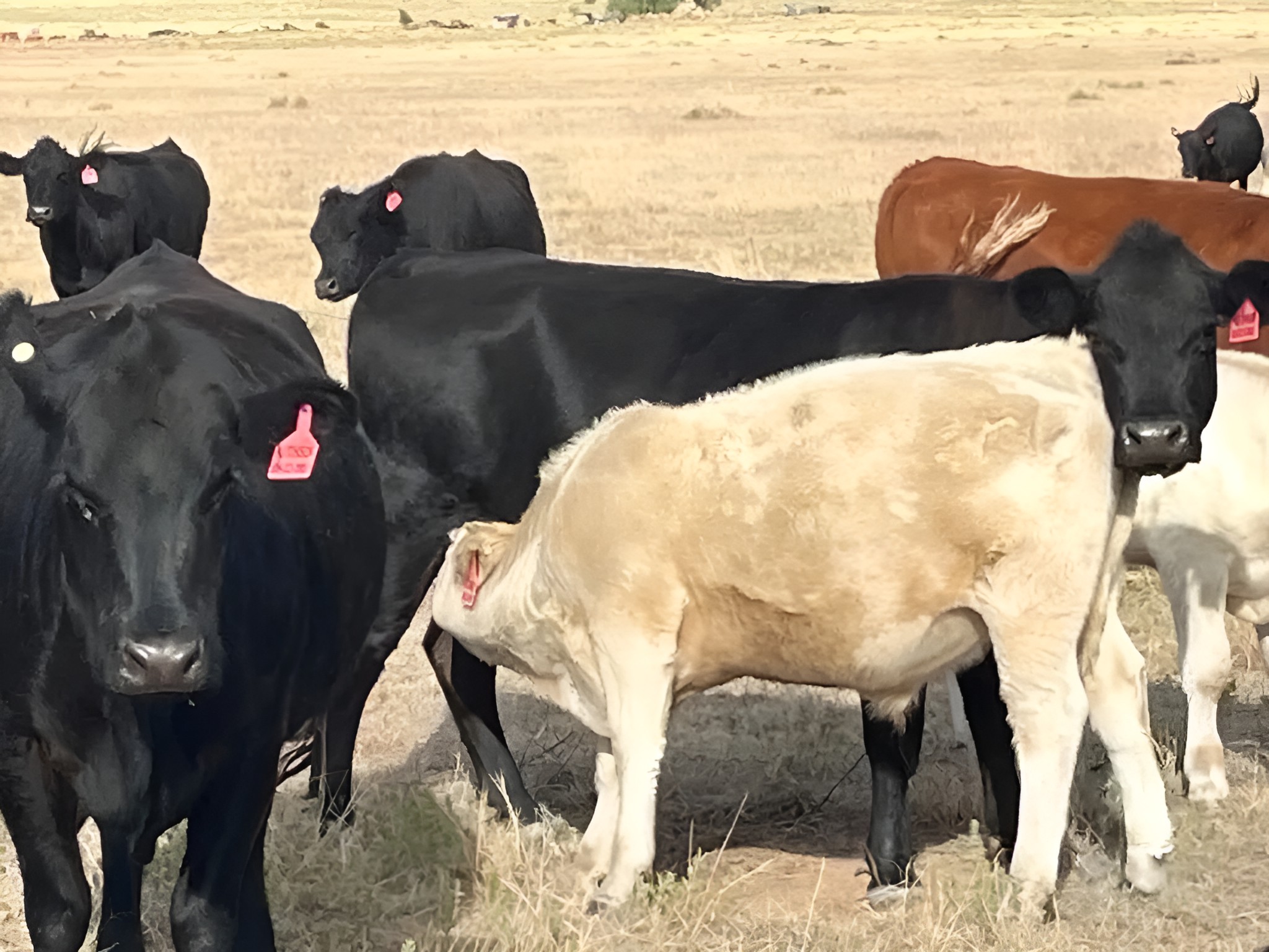 Angus and Red Angus cow-calf pairs for sale on native grass — the kind of condition behind a published price