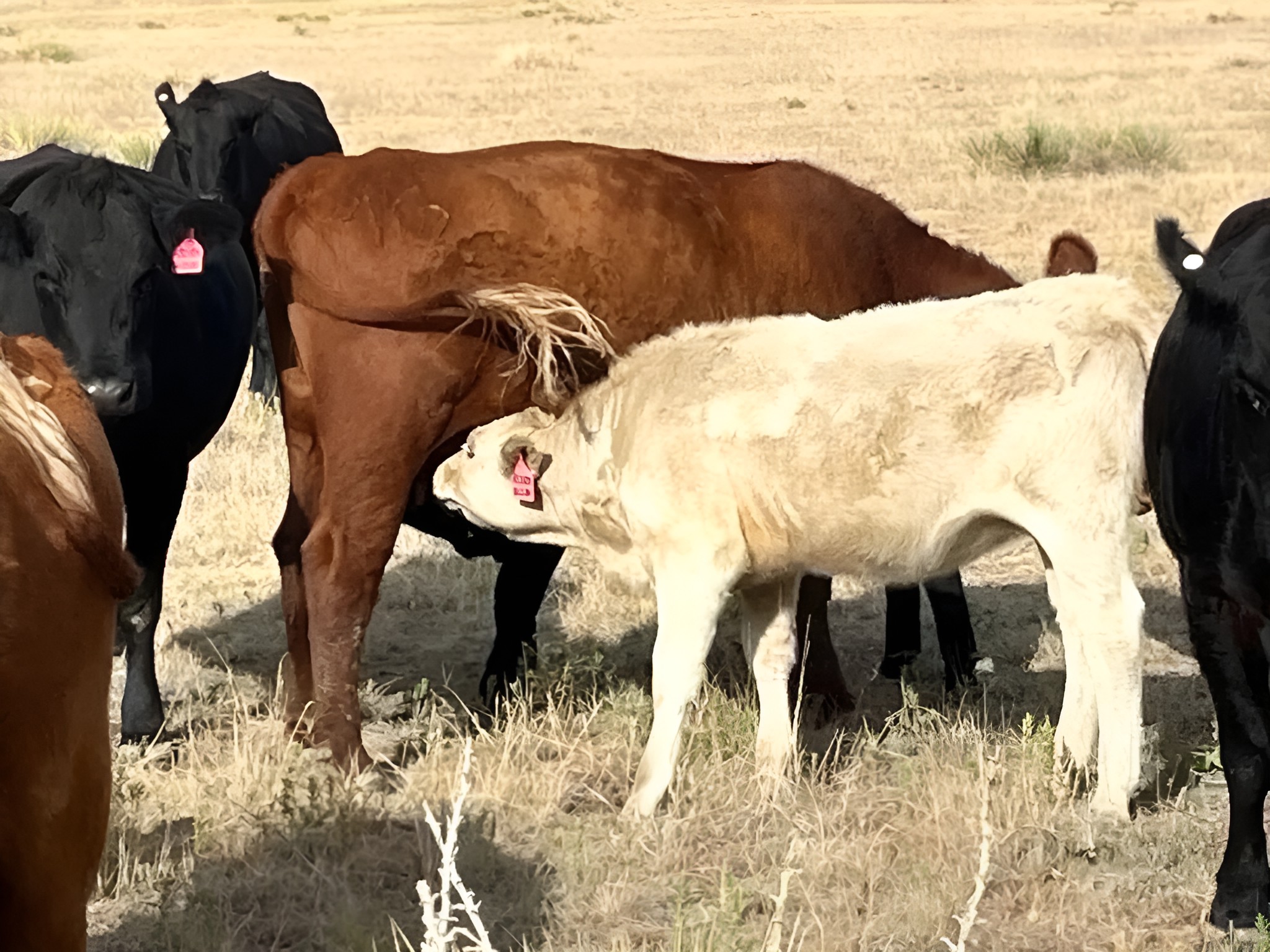 Angus and Red Angus cow-calf pairs on native grass, ready to be sorted and shipped