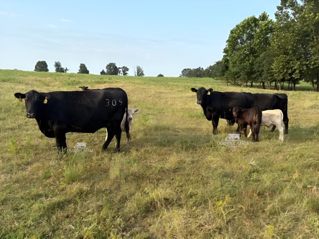 Angus and black white-faced cow-calf pairs on native pasture