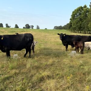 Angus cows for sale near me — angus and BWF pairs on native pasture