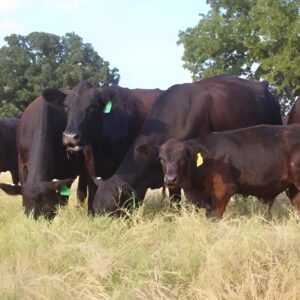 Angus cows for sale in Texas — first-calf angus cross pairs on coastal pasture