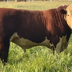 15 Reg. Hereford Bulls