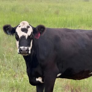 Aberdeen angus cattle for sale — black white-faced BWF bred heifers on Oklahoma pasture