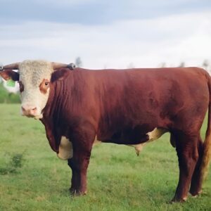 Hereford cattle for sale - registered horned Hereford bull tag 518, deep red with white face and white underline, standing in pasture