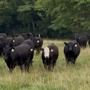 Angus beef cows for sale — black white-faced BWF bred heifers on fescue pasture
