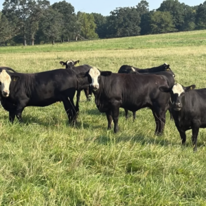 Angus cattle sales — black Super Baldy heifers with white faces on native pasture