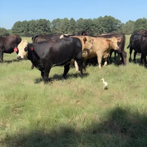 Angus cattle sale — black angus, baldy and charolais-cross bred heifers on pasture