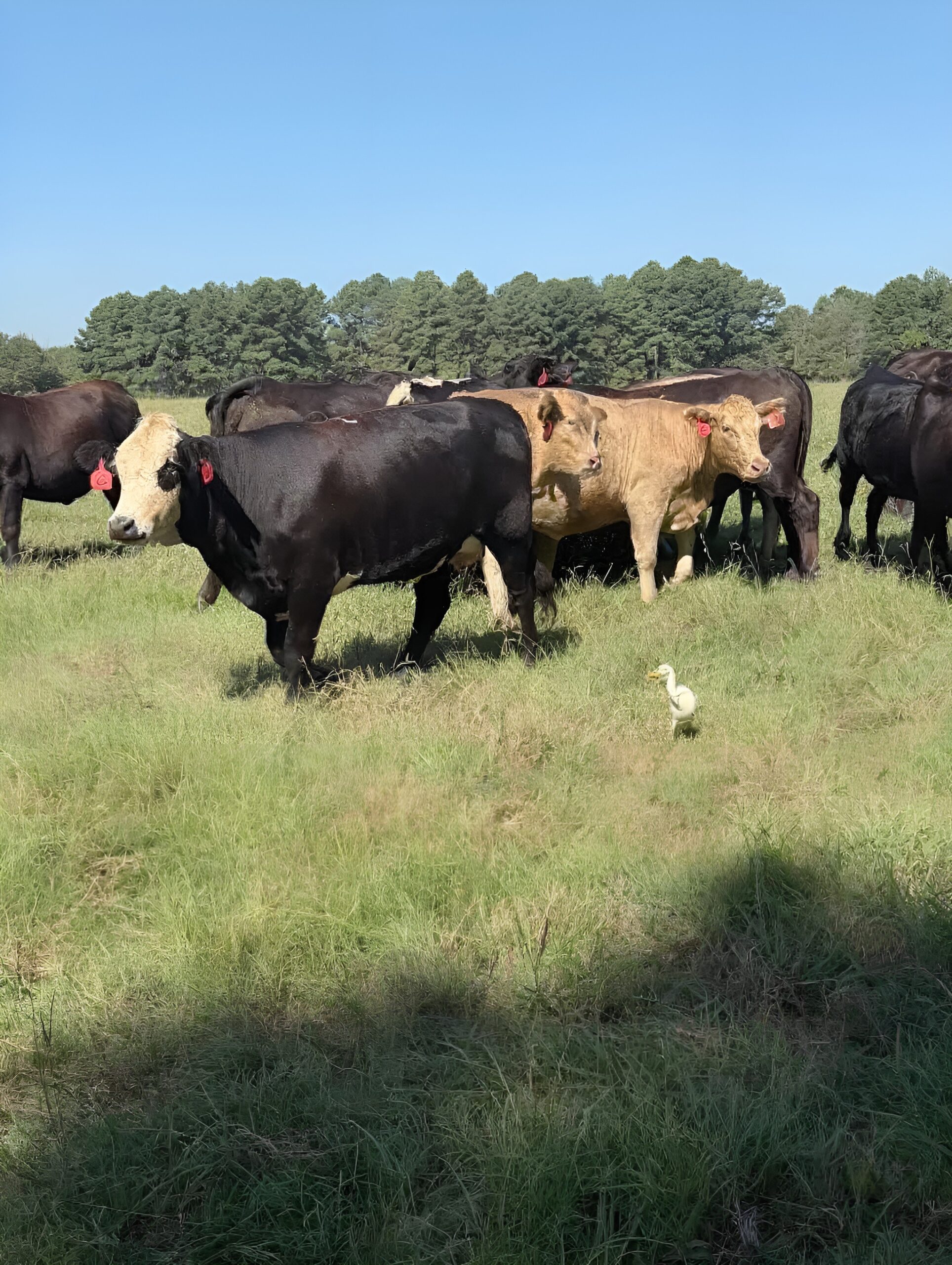 Angus cattle sale — black angus, baldy and charolais-cross bred heifers on pasture