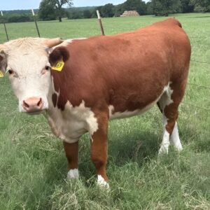 Registered Hereford cattle for sale - 10 Line One horned Hereford bred heifers, moderate framed and in medium flesh, on pasture at Nelson, Nebraska